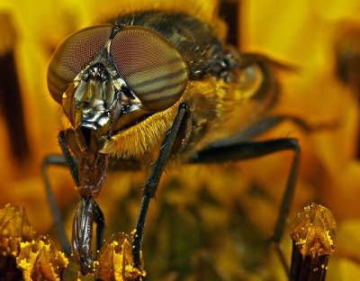 Als het mogelijk is zou ik graag de naam van dit insect weten.
Omdat ik meestal close up foto's maak zal ik er 2 uploaden.
Maar waar hij volledig opstaat is niet zo'n beste foto.
Hopelijk dat iemand het toch kan determineren.
Gr Gertjan