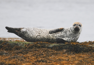 <i class='fa fa-user'></i>&nbsp;Rudi Debruyne&nbsp;| Gewone Zeehond&nbsp; <i class='fa fa-eye'>&nbsp;244</i> &nbsp; <i class='fa fa-comment-o'>&nbsp;0</i>