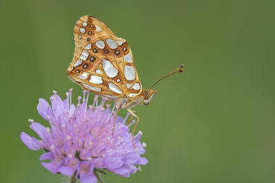 <i class='fa fa-user'></i> Klaas van Haeringen | Kleine Parelmoervlinder  <i class='fa fa-eye'> 183</i>   <i class='fa fa-comment-o'> 2</i>