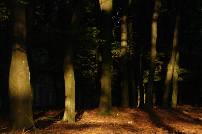 Verveelt nooit het licht van de opkomende zon, altijd net weer even anders. Prachtig hoe hier het licht de boomstammen bestrijkt, en het daarachter nog donker is.