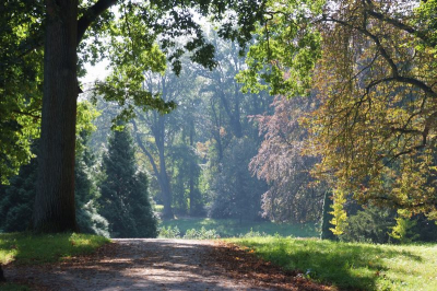 Zachtnevel licht 's morgens tijdens een bos wandeling
