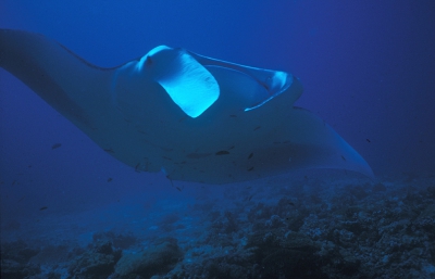 <i class='fa fa-user'></i> Eric Gibcus | Reuzenmanta  <i class='fa fa-eye'> 446</i>   <i class='fa fa-comment-o'> 2</i>