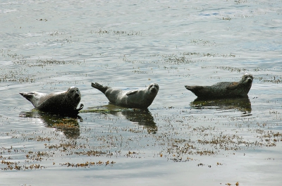 <i class='fa fa-user'></i>&nbsp;Rudi Debruyne&nbsp;| Gewone Zeehond&nbsp; <i class='fa fa-eye'>&nbsp;209</i> &nbsp; <i class='fa fa-comment-o'>&nbsp;0</i>