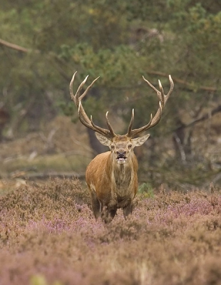 Front aanzicht van het plaatshert bij de wildbaanweg. Dit hert had een groot deel van de tijd zijn tong uit en leek bekaf......