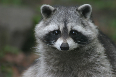 Een dagje aan het kieken geweest in Artis te Amsterdam. Dat valt nog zwaar tegen met al die tralies en/of glas vr de dieren. Ik vind die wasbeertjes toch z verschrikkelijk leuk he !! Constant in beweging en nieuwsgierig. Lief !