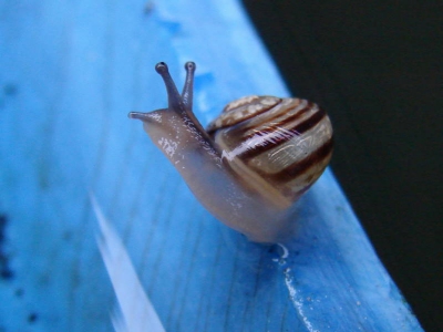 Wie het kleine niet eert ....................
Het huisje is maar 5mm groot!!