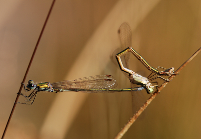 Een libelle wil ook wel eens wat uitproberen, nietwaar??? 
Gelukkig voor het vrouwtje zie je dit standje niet iedere dag, maar het leverde mij een hele leuke foto op. 

Tineke

Camera:     Nikon D80
Lens:          Nikon 105mm f2.8
Diafragma:  F/6,3
ISO:           200
Sluitertijd:   1/640