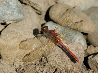 <i class='fa fa-user'></i> Jan Luit | Sympetrum obtrusum  <i class='fa fa-eye'> 65</i>   <i class='fa fa-comment-o'> 0</i>