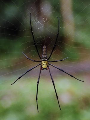 Zo groot als m'n hand, ik heb me laten vertellen dat ze soms kleine vogeltjes in hun web vangen, het mannetje is niet groter dan een grote mug daarom niet interresant als prooi en daarom in staat na de paring te ontsnappen.