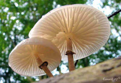 De porseleinzwam is een van mijn favoriete paddenstoelen.
