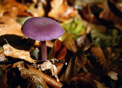 De Kaapse Bossen staan niet voor niets hoog in de lijst als het om paddenstoelen gaat. Ik vind deze soort vooral mooi van kleur.