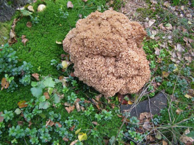 Tijdens onze wandeling kwamen we deze zwam tegen , zelf hebben we er nog nooit zo 1 gezien in de bossen van Epe .
Nu is mijn vraag wat voor 1 is het .
Op een paar site,s gekeken en daar stonden er een paar die er op lijken .o.a. de Bloemkool en de Sponszwam.
Hopelijk weet iemand het .