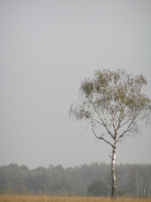 Berk op de Groote Peel.