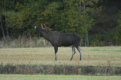 Hier eens wat anders dan brullende herten, Een eland stier die heel graag gehoord wil worden: fantastie dit geluid!!! de koe die een paar meter verderop stond te eten was allerminst geimponeerd. Dus helaas heb ik de ' paring' niet kunnen zien, die zal wel enkle uren hierna hebben plaatsgevonden toen het pikdonker was, jammer. Maar des-al-niet-te-min heb ik een mooie serie kunnen vastleggen foto's volgen.....
Groet Alex Roetemeijer