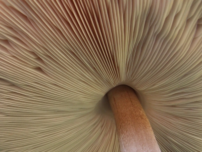 Camera met uitklapbaar schermpje, waardoor je diep onder de hoed kunt kijken.
Beetje gecropt (ca. 90% van het origineel), gecomprimeerd en 1x verscherpt.
