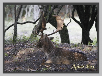 Een mannetje met een prachtig gewei wacht op de gevechten van de aankomende nacht.
Een strijd om de vele hindes in het gebied.
In het bos zie dan dat de mannetjes zoveel mogelijk hindes bij zich proberen te krijgen. Een impossant gezicht. Mooi en boeiend schouwspel!!!