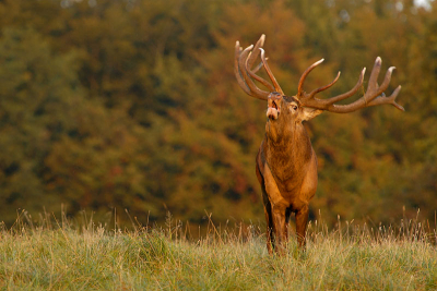 Vorige week ben ik edelherten gaan fotograferen in Denemarken. Niet de eerste keer, maar wel weer mooie platen kunnen maken.
Dit is een foto van een burlend edelhert in het laatste licht voor zonsondergang.
D200, 400mm, f/5.6