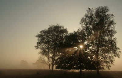 Deze opname is van zondag 06-10 gemaakt op de Strabregtse Heide rond de klok van 08.30,de heide is een van mij favoriete plekken om te fotograveren
