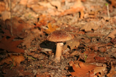 kon hem niet echt vinden dus roep ik jullie hulp in.