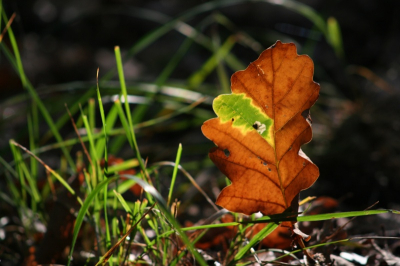 Het laatste stukje groen aan het afgevallen blad verraad de nabijheid van de volledige Herfst