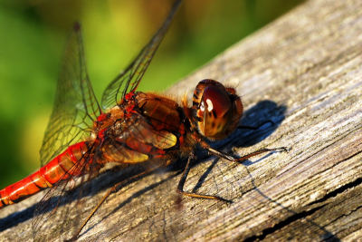 Mannetje en vrouwtje zaten in elkaars buurt en gaven me tijd om ze te fotograferen. Mannetje zeer kort kunnen benaderen.
Getrokken met Macro-Tamron/90mm-f2.8
1/20sec - f22 - iso100 - statief