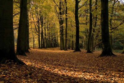 Echt zo'n oude landgoedlaan op de Grebbeberg in Rhenen. Met dank aan het fantastische herfstlicht.