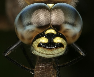 Deze jongen hing lekker in de zon en gaf er niks om dat er van dichtbij wat foto's gemaakt werden.

100mm met 14EX ringflits
F 22 
T 1/125
Iso 200