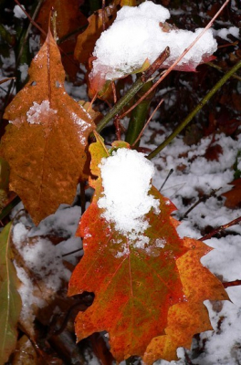 <i class='fa fa-user'></i> Henk van den Born | Eerste sneeuw  <i class='fa fa-eye'> 127</i>   <i class='fa fa-comment-o'> 3</i>