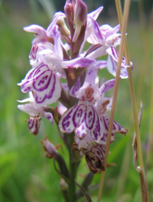 Een Gevlekte Orchis, Gedetermineerd door mensen bij Waarneming.nl