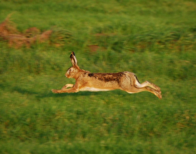gemaakt in het  avondzonnetje de haas springt hier over een greppel gemaakt met de nikon d40x