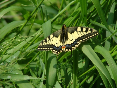 <i class='fa fa-user'></i>&nbsp;Tim de Boer&nbsp;| Koninginnenpage&nbsp; <i class='fa fa-eye'>&nbsp;309</i> &nbsp;<i class='fa fa-thumbs-up'>&nbsp;1</i> &nbsp; <i class='fa fa-comment-o'>&nbsp;1</i>