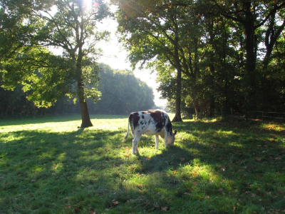 Een koe in het landschap.