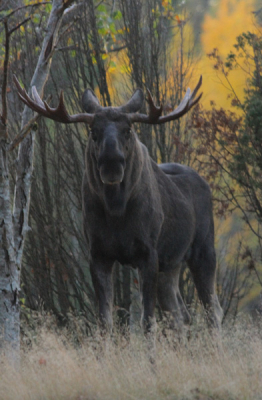 Door de zonsondergang en de hefstachtige kleuren lijkt het wel een schilderijtje, deze eland stier is de grootste jongen die ik ken in de beurt waar ik woon, meestal worden die wel eerder al afgeschoten door zweedse trofee jagers..... Ik hoop dat hij de herfst overleeft....
Groet Alex Roetemeijer