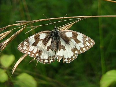 <i class='fa fa-user'></i>&nbsp;Tim de Boer&nbsp;| Dambordje&nbsp; <i class='fa fa-eye'>&nbsp;257</i> &nbsp; <i class='fa fa-comment-o'>&nbsp;1</i>