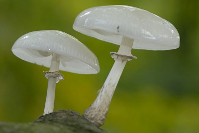 Een dagje op zoek geweest naar paddenstoelen en gelukkig deze porseleinzwam tegengekomen. Ik heb een zacht tegenflitsje gebruikt om het fragiele van deze paddenstoelen te benadrukken. Gelukkig was de achtergrond ver weg, wat zorgde voor mooie zachte herfsttinten op de achtergrond.