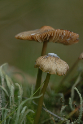 Met geringe scherpte/diepte vond ik deze paddenstoelen het beste uitkomen tussen het mos.
