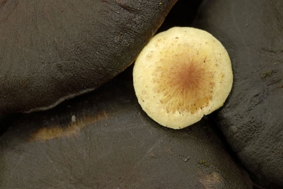 Een klein jong zwavelkopje temidden van grote, rottende soortgenoten. Een meer abstracte benadering. 

D200, 105mm.