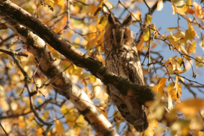 1 van de 12 bij hun roestplaats.