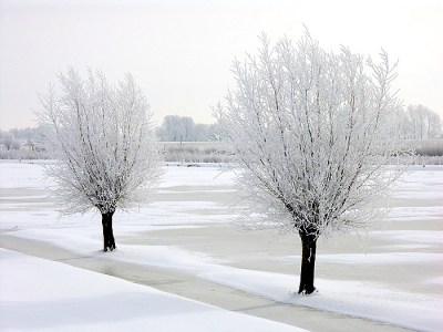 <i class='fa fa-user'></i> Gert Paassen | Wilgen in de sneeuw  <i class='fa fa-eye'> 314</i>  <i class='fa fa-thumbs-up'> 1</i>   <i class='fa fa-comment-o'> 6</i>