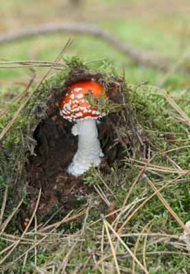 Vandaag gingen we op advies van een meneer die we zaterdag ontmoette naar Schoorl om paddestoelen te zoeken. We hebben er een heleboel gezien, maar deze vonden we bijde toch wel heel erg appart staan.