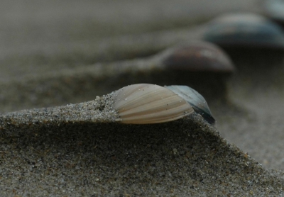 Hier nog een andere foto van wind en schelpen. Ik had er echt duizenden kunnen fotograferen. Overal het zelfde beeld. Een heuveltje zand met daar bovenop een schelp