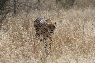 Ik heb deze foto gemaakt tijdens mijn reis door Zuidelijk Afrika. Deze cheetah lag eerst wat te dutten achter een boom, waardoor het onmogelijk was een shot te maken. Andere auto`s met toeristen hadden de moet al opgegeven (en reden weer verder) toen de cheetah besloot naar ons toe te komen. Dit schitterende beest bleef gedurende vijf minuten naast de jeep lopen. Het was een onvergetelijke ervaring.