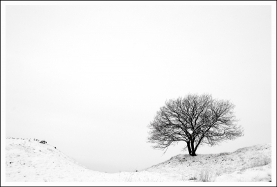 sneeuwlandschap op de veluwe