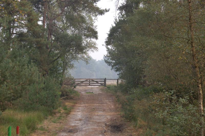 Landschaps foto doorkijk Maasduinen te Wellerlooi