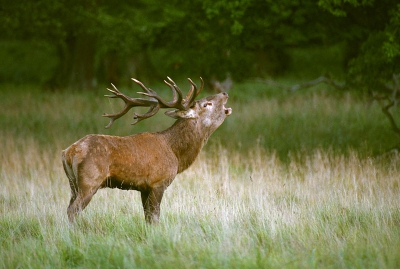 <i class='fa fa-user'></i>&nbsp;NicoBeun&nbsp;| Edelhert&nbsp; <i class='fa fa-eye'>&nbsp;358</i> &nbsp; <i class='fa fa-comment-o'>&nbsp;2</i>