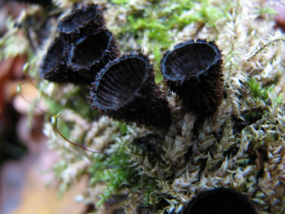 deze mooie zwam gefotografeerd in de ochtend