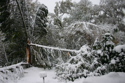 Onze (zeer vogelrijke) achtertuin tegen een bosperceel gelegen was ook nog voorzien van een Sparreboom een gigantische conifeer uitmondend in 5 stammen en een mooie
Olijfwilg.
Als de sneeuw weg is en de bomen (allemaal plat) weg in onze tuin, kijken we wat de schade is , hopelijk blijven de vogels en de eekhoorntjes wel komen.