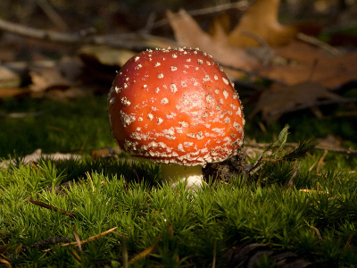 Vanochtend vroeg op zoek naar Reen liep ik langs deze paddestoel.
mijn 1e foto op Nederpix.nl