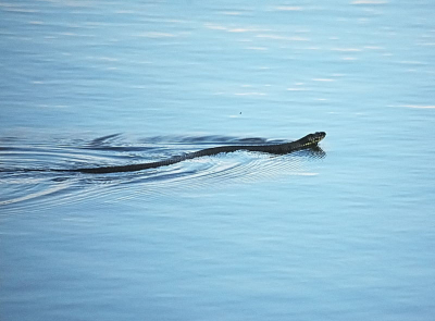 Ik afwachten voor ijsvogel end de ringslang passeren voor