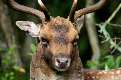 Portret van een damhert bok